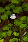 Mountain woodsorrel